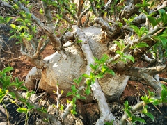 Pachypodium saundersii