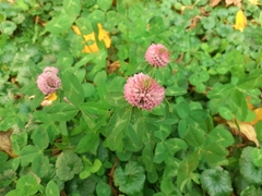 Trifolium pratense