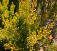 Erica australis