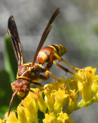 Polistes apachus