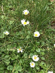 Bellis perennis