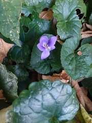 Viola odorata