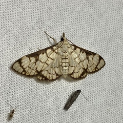 Aphytoceros lucusalis