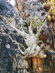 Pachypodium saundersii