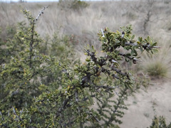 Condalia microphylla