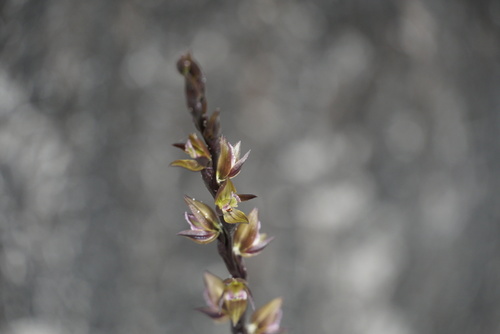 Dark leek orchid (Prasophyllum triangulare)