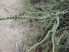 Junellia seriphioides