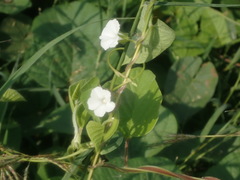 Ipomoea biflora