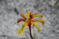 Anigozanthos