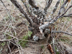 Ctenomys
