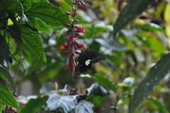 Papilio helenus daksha