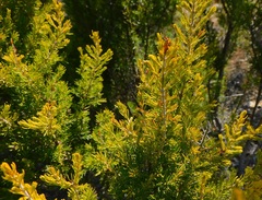 Erica australis