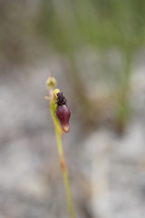 Drakaea thynniphila