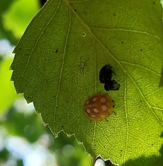 Halyzia sedecimguttata