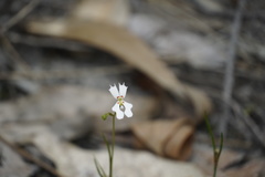 Stylidium androsaceum