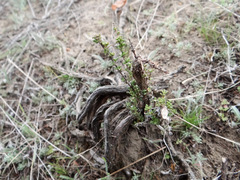 Ctenomys