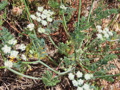 Capnophyllum africanum