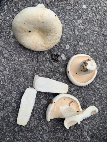 Rýdzik korenistý (Lactifluus piperatus)