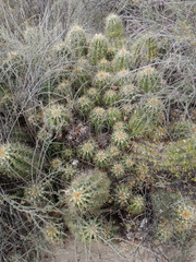 Trichocereus candicans