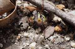 Drosera platystigma