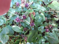 Prunella vulgaris