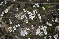 Stylidium androsaceum