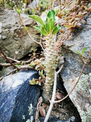 Pachypodium saundersii