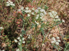 Capnophyllum africanum