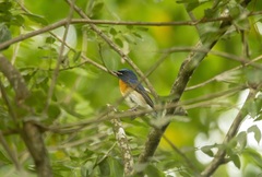 Cyornis glaucicomans