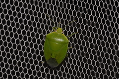 Glaucias amyoti