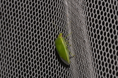 Glaucias amyoti