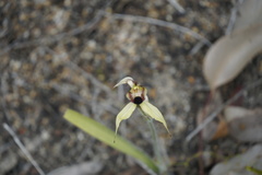 Caladenia macrostylis