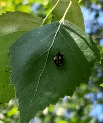 Halyzia sedecimguttata