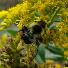 Bombus impatiens