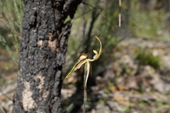 Caladenia plicata