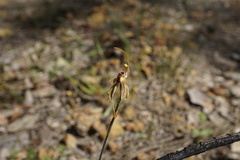 Caladenia plicata