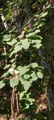 Cercis siliquastrum