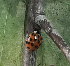 Harmonia axyridis