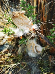 Pachypodium saundersii