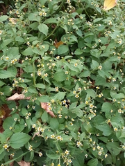 Galinsoga quadriradiata