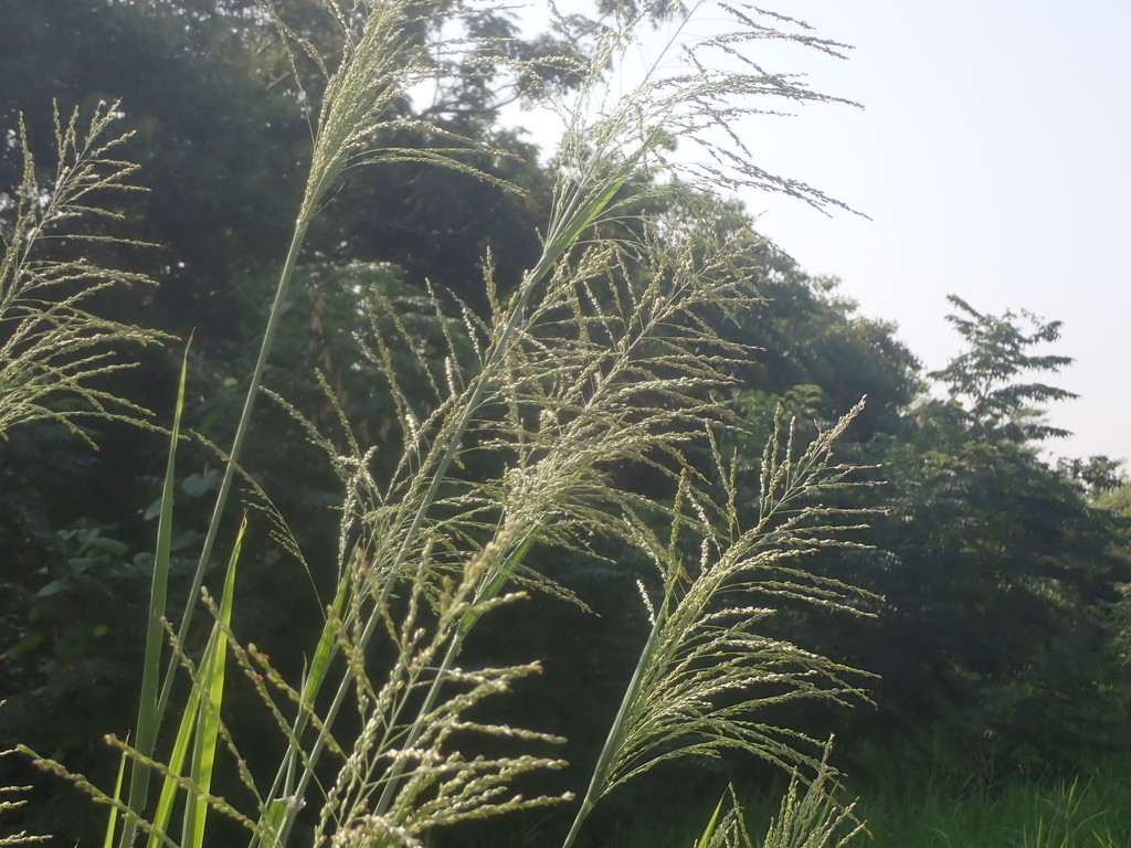 Ảnh của Cỏ kê Guinea
