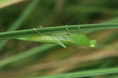 Tropidomantis