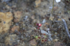 Drosera platystigma