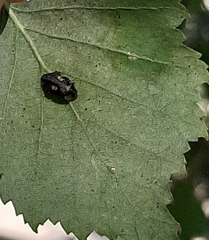 Halyzia sedecimguttata