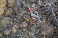 Drosera platystigma