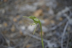 Pterostylis turfosa