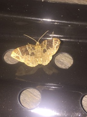 Gandaritis atricolorata