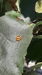 Harmonia axyridis