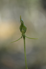 Pterostylis turfosa