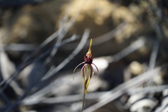 Caladenia ensata